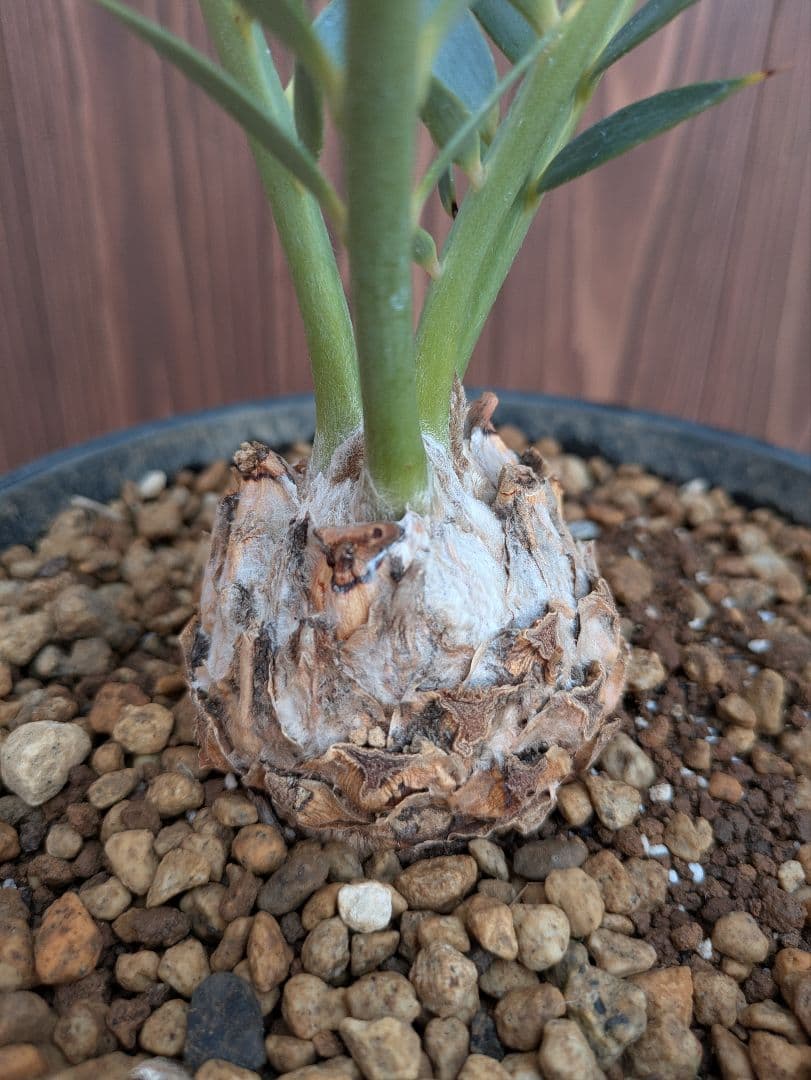 32 エンセファラルトス プリンセプス 最高！！