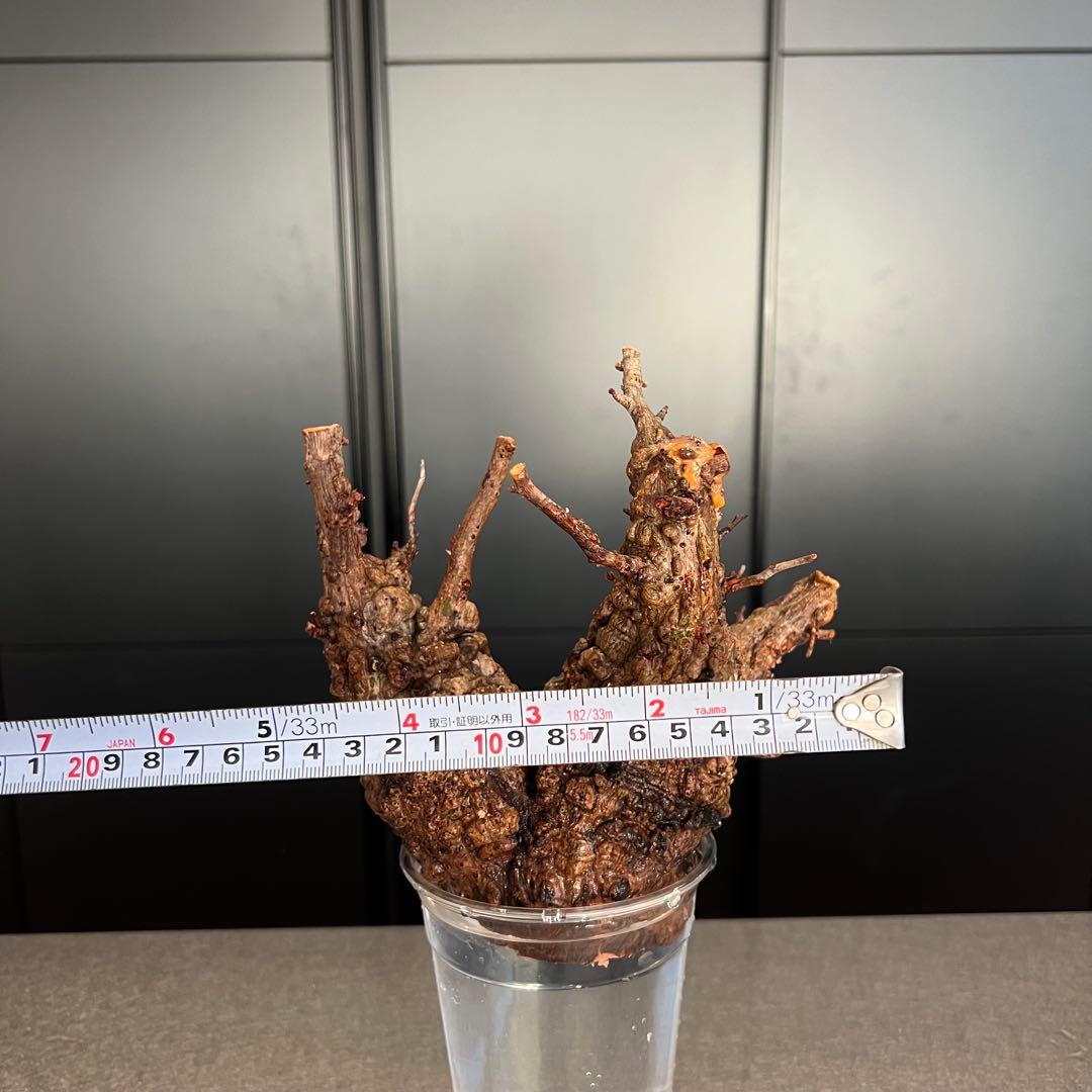 オペルクリカリア パキプス　発根管理中