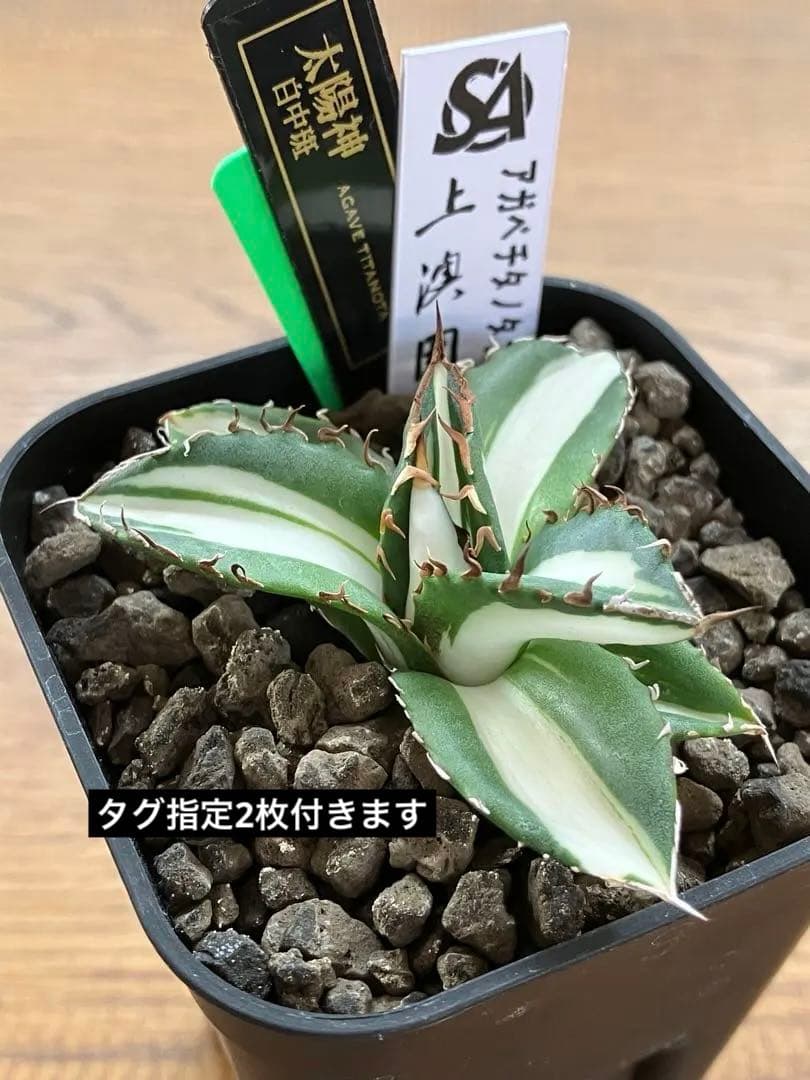 【クリスマスセール】♯13 活着間近　大きめ　アガベ　太陽神錦　白中斑　TC