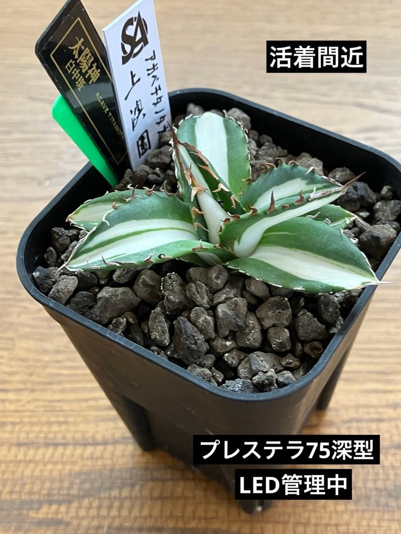 【クリスマスセール】♯13 活着間近　大きめ　アガベ　太陽神錦　白中斑　TC