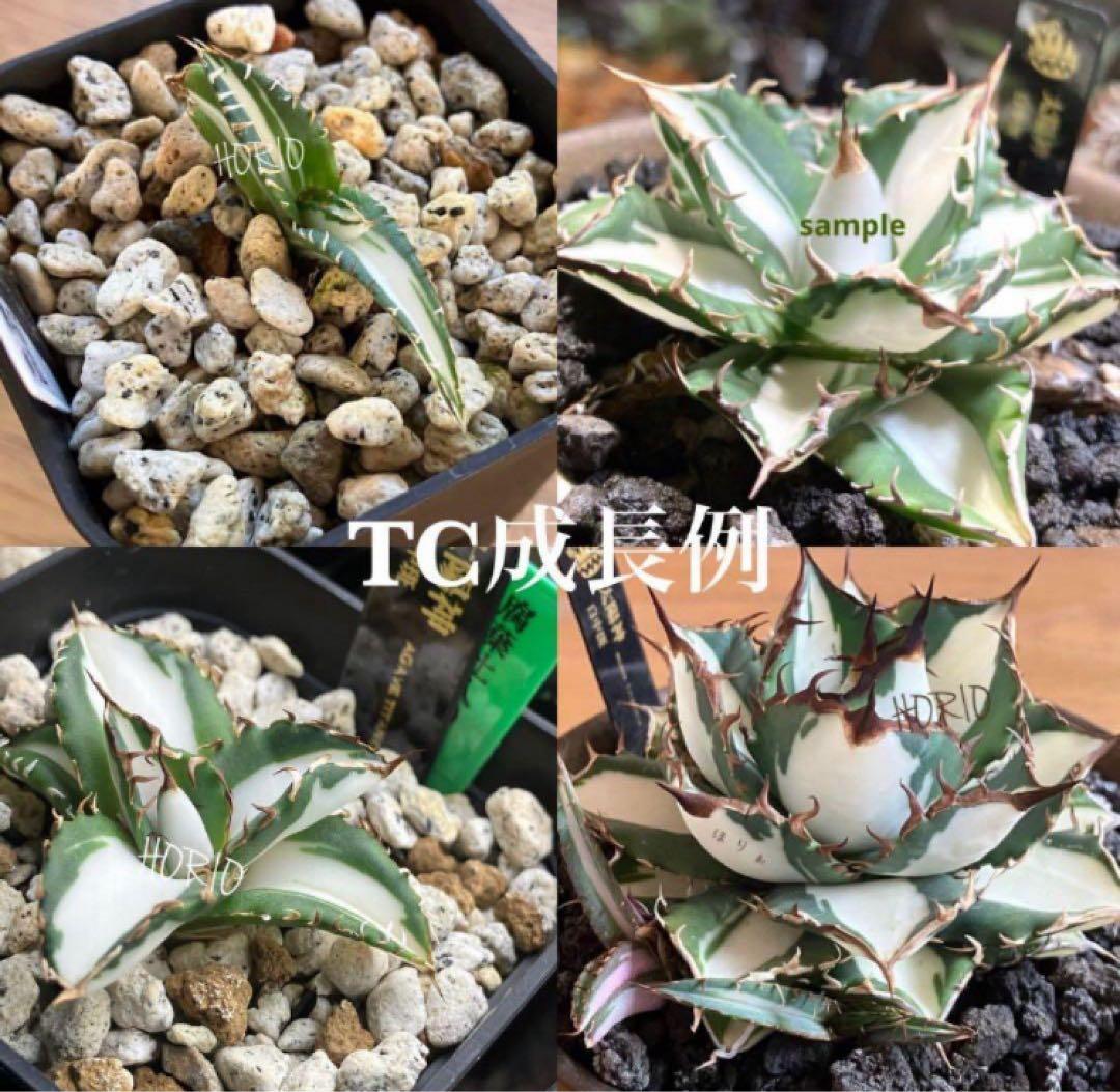 【クリスマスセール】♯13 活着間近　大きめ　アガベ　太陽神錦　白中斑　TC