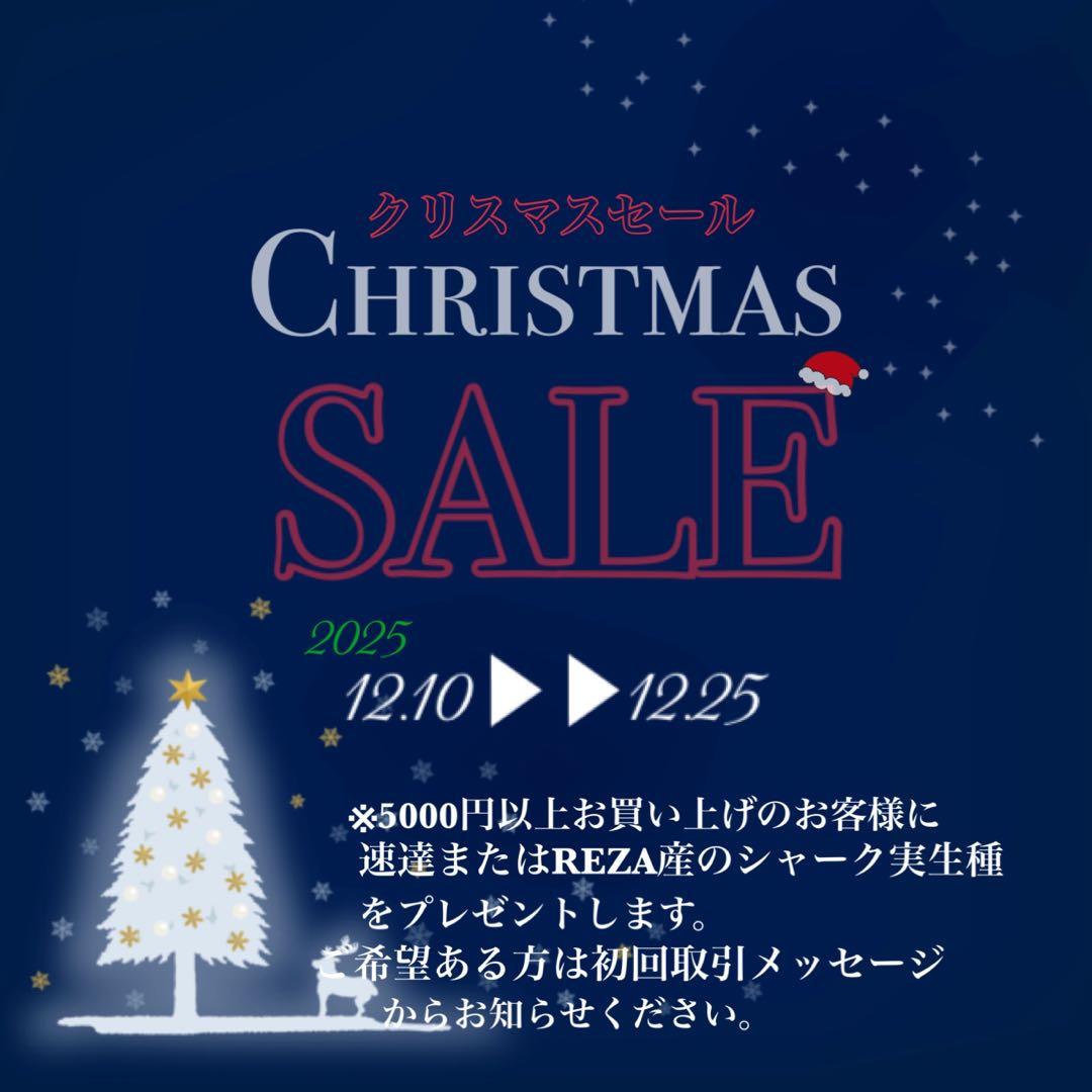 【クリスマスセール】♯13 活着間近　大きめ　アガベ　太陽神錦　白中斑　TC