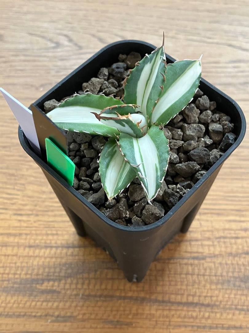 【クリスマスセール】♯13 活着間近　大きめ　アガベ　太陽神錦　白中斑　TC