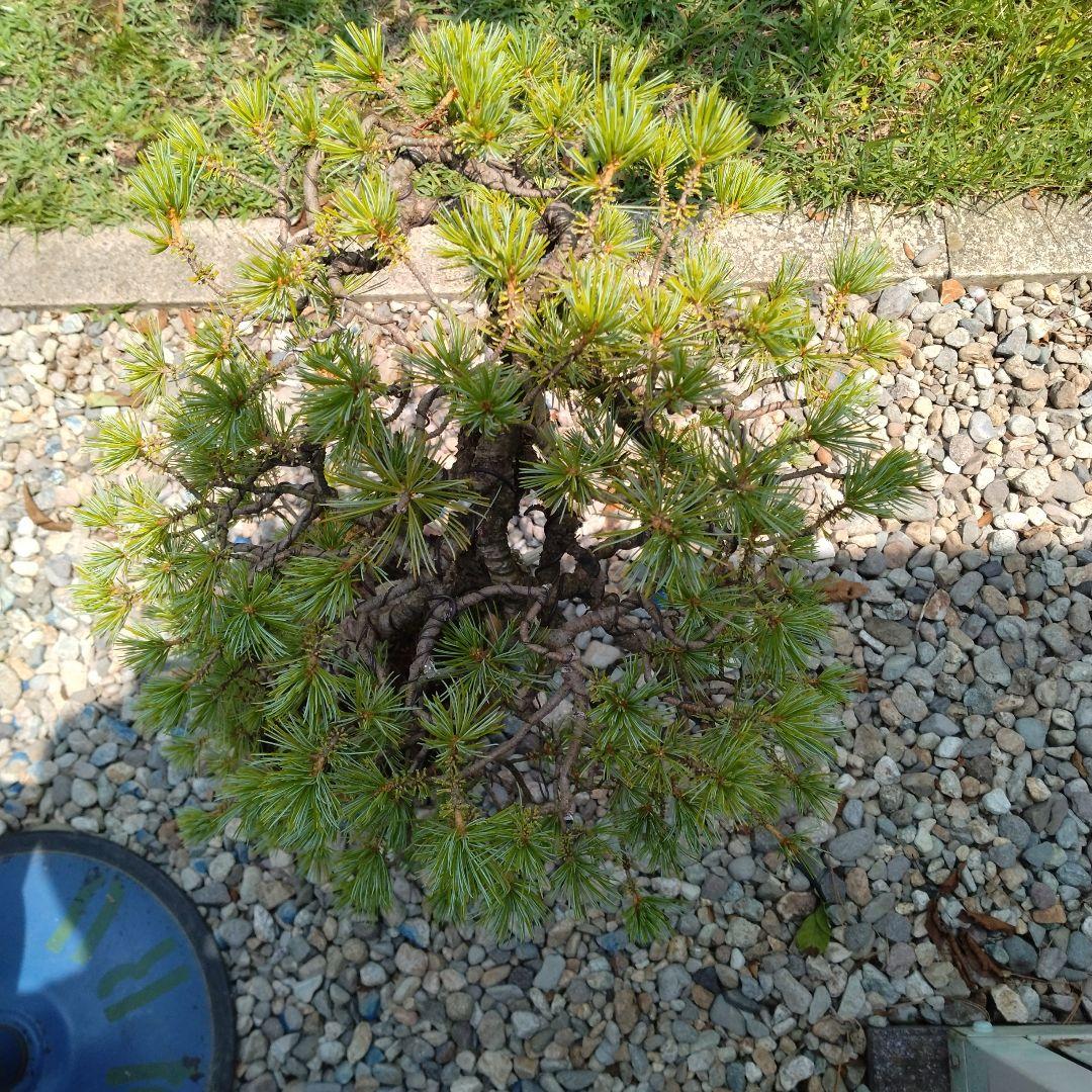 吾妻五葉松。文人造り。