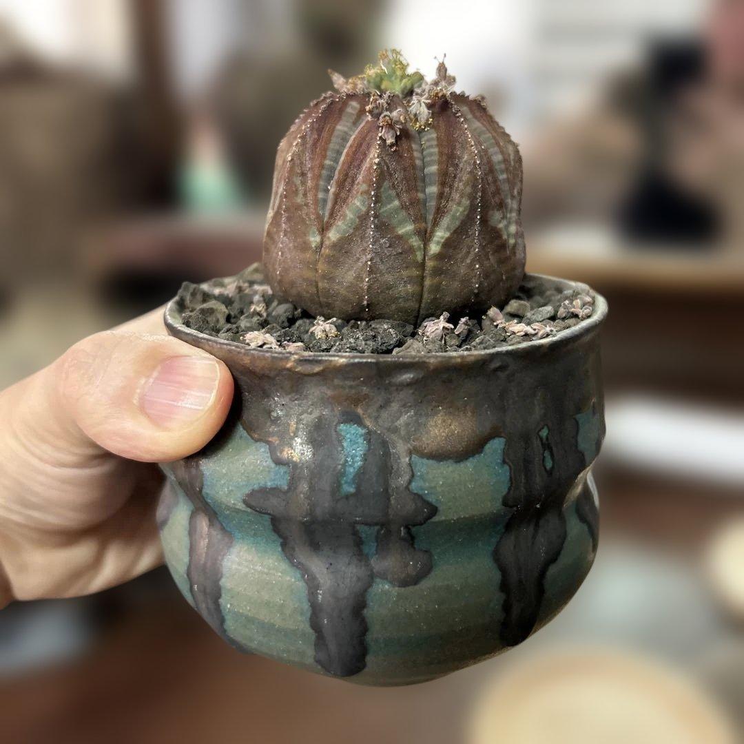 ユーフォルビア オベサ × soel 鉢