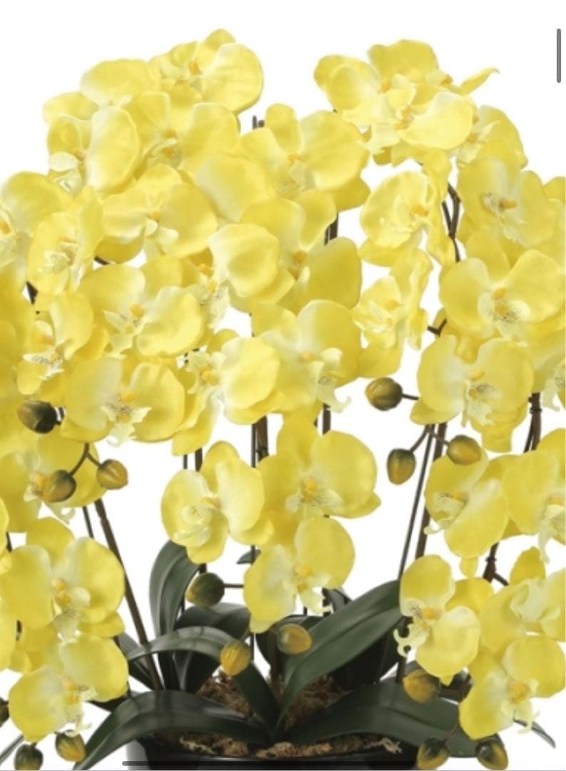 光触媒　人工観葉植物　ウォールグリーン　フェイクグリーン　クイーン胡蝶蘭5本立Y