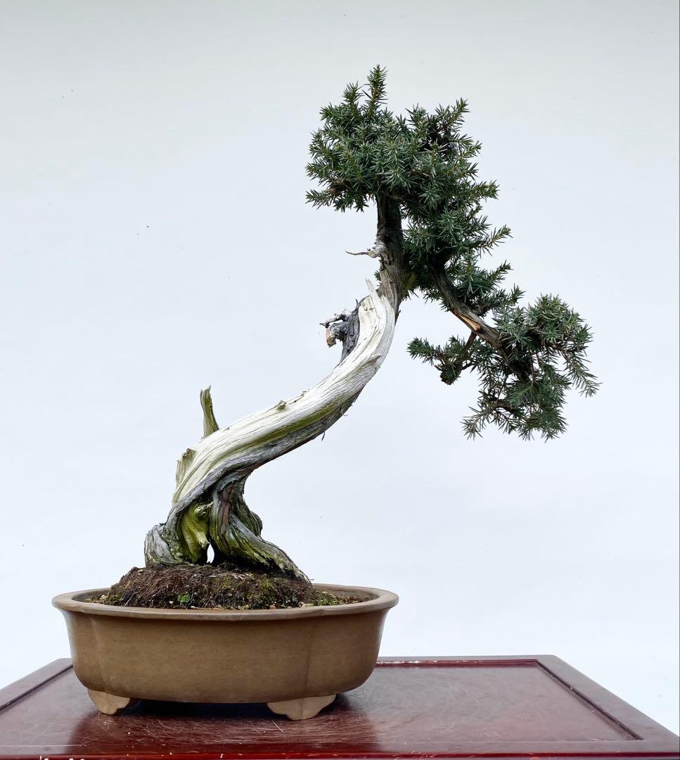 白木盆栽園　山採り　杜松　樹高56センチ　盆栽黒松赤松五葉松真柏雑木観葉植物