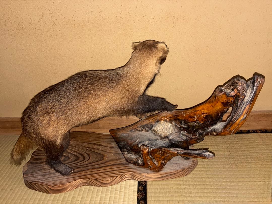 【アナグマ】穴熊の剥製