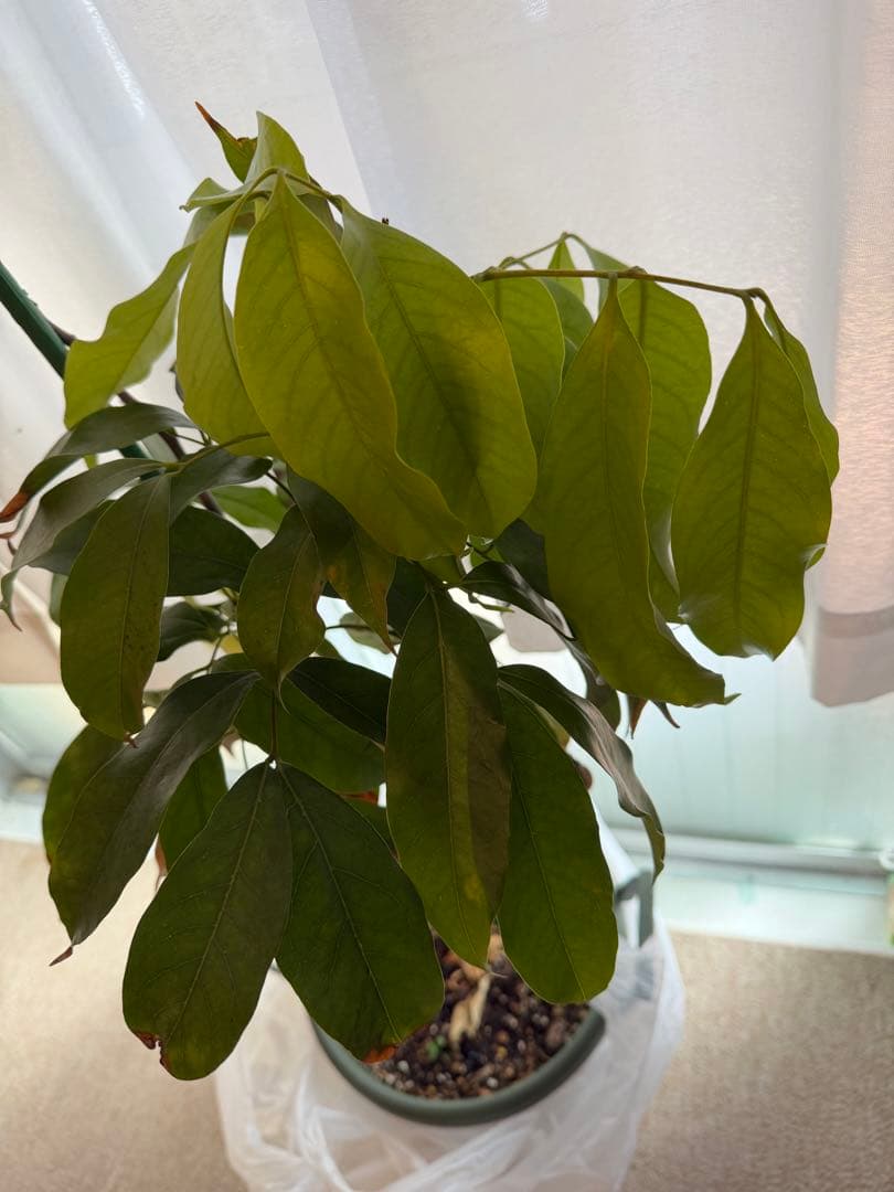 g_ooshiro様確認専用