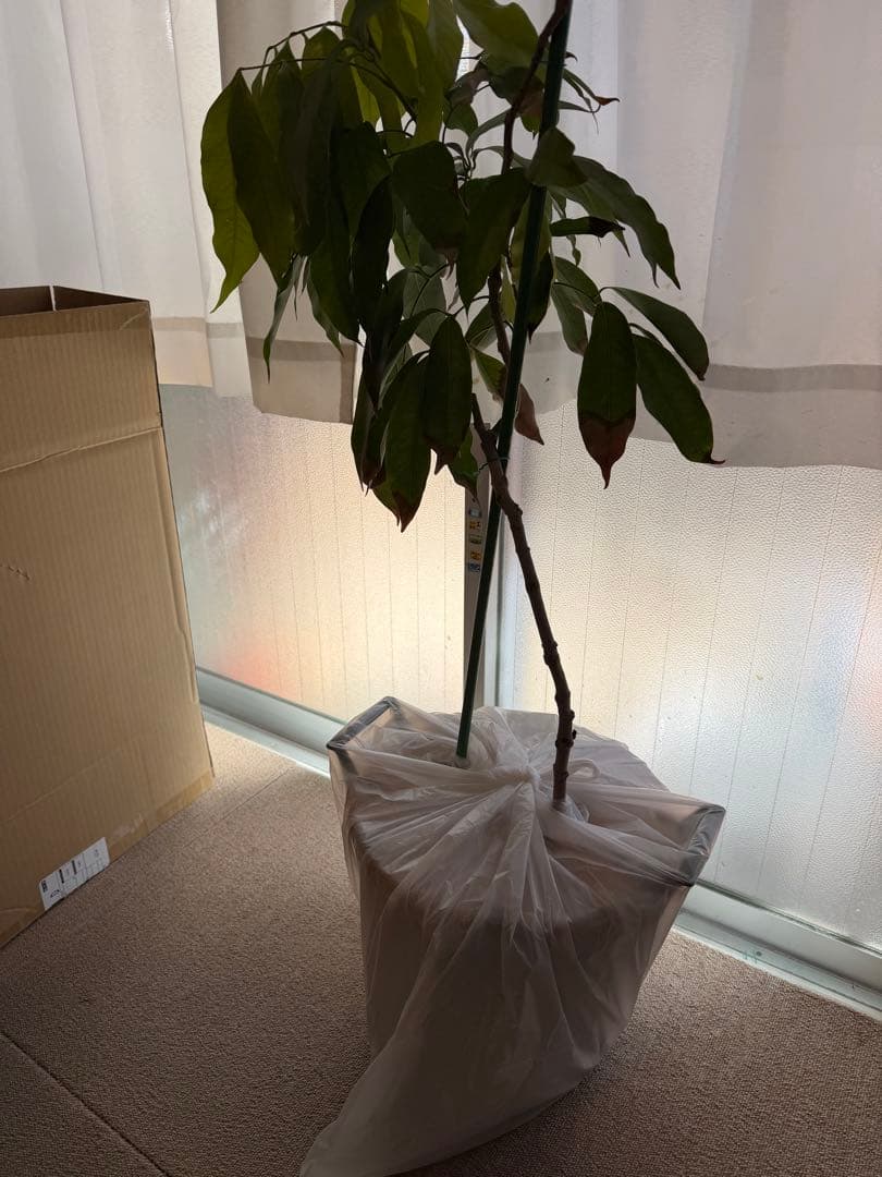 g_ooshiro様確認専用