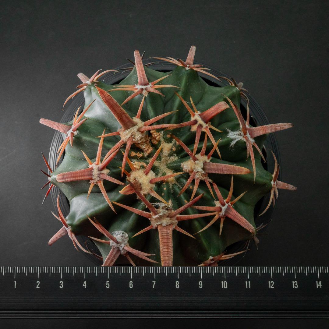 綾波武蔵 （実生） エキノカクタス 旧ホマロケファラ #217