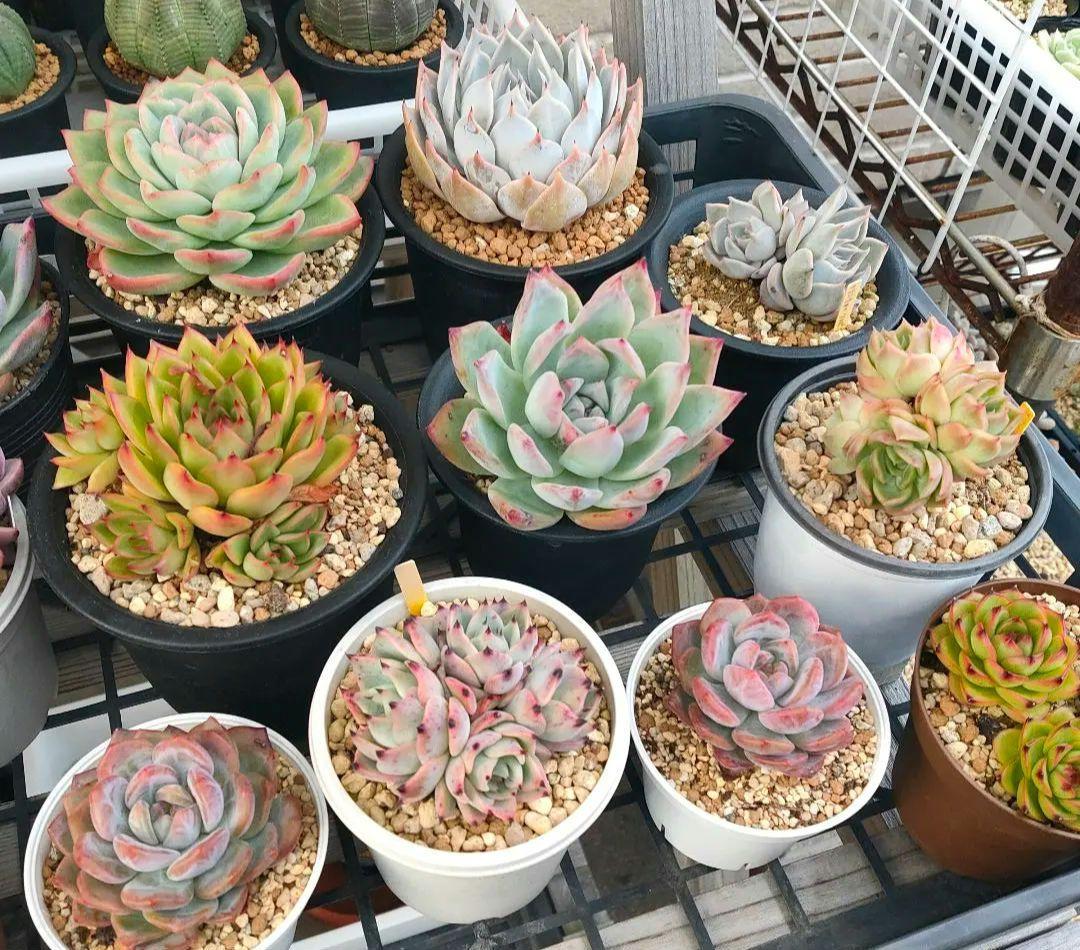 多肉植物 エケベリア