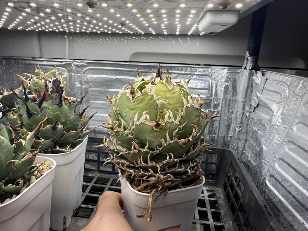 -Collection-アガベ フィリグリーボール 圓葉拇指