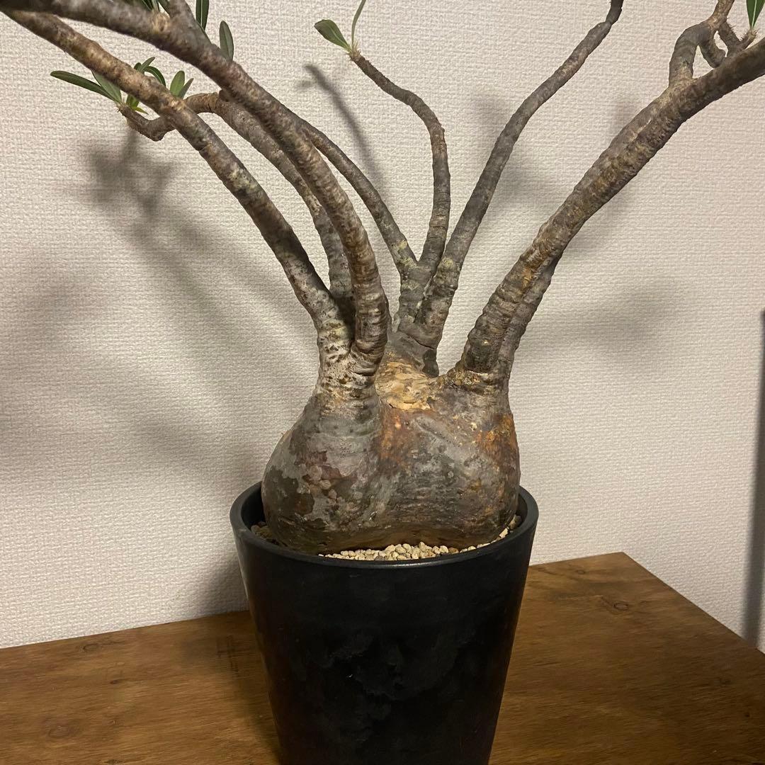 パキポディウム　グラキリス　現地球　発根済