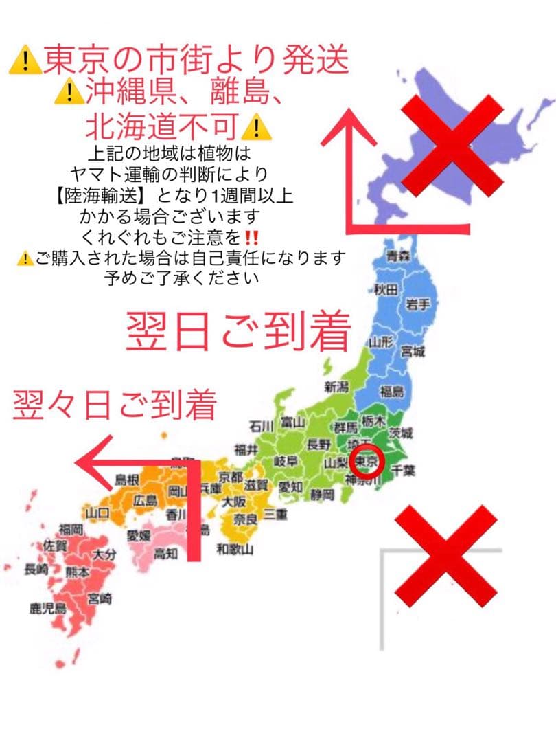 希少【亀甲斑入り/天然野生の寒葵＊カンアオイ】今春生まれたての若葉2枚＊お花あり