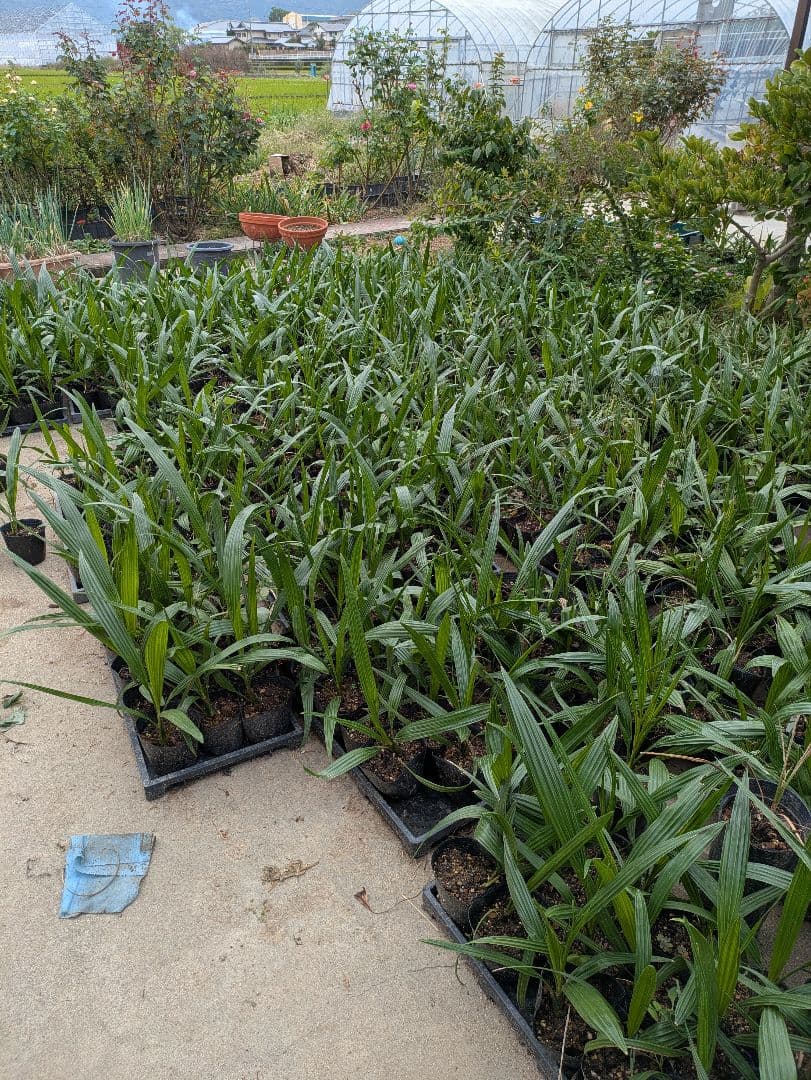 値引きセール！フェニックス カナリーヤシ 苗 50株セット　30cm