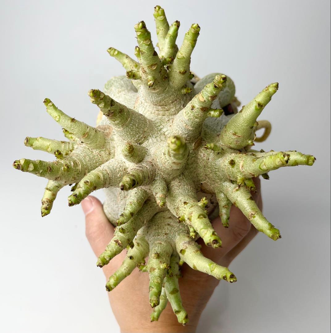 【ドワーフ/超極太 】アデニウム アラビカム ゴジ タコ足仕立て ④