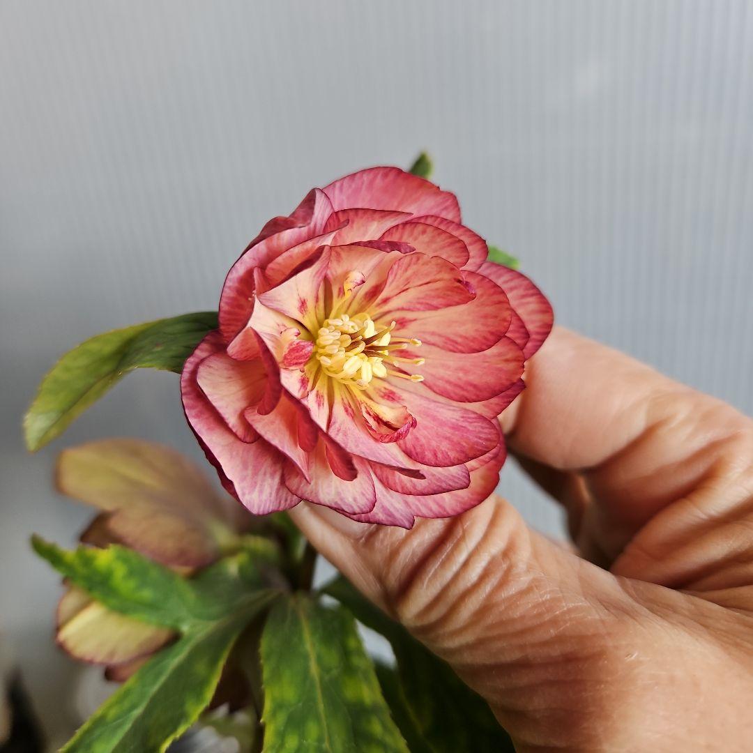 ㉖-347クリスマスローズ