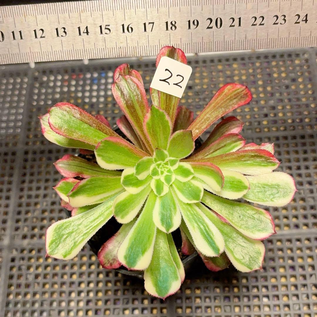 22#多肉植物アエオニウム錦❤️銅花順錦❤️1大頭12cm拔き苗