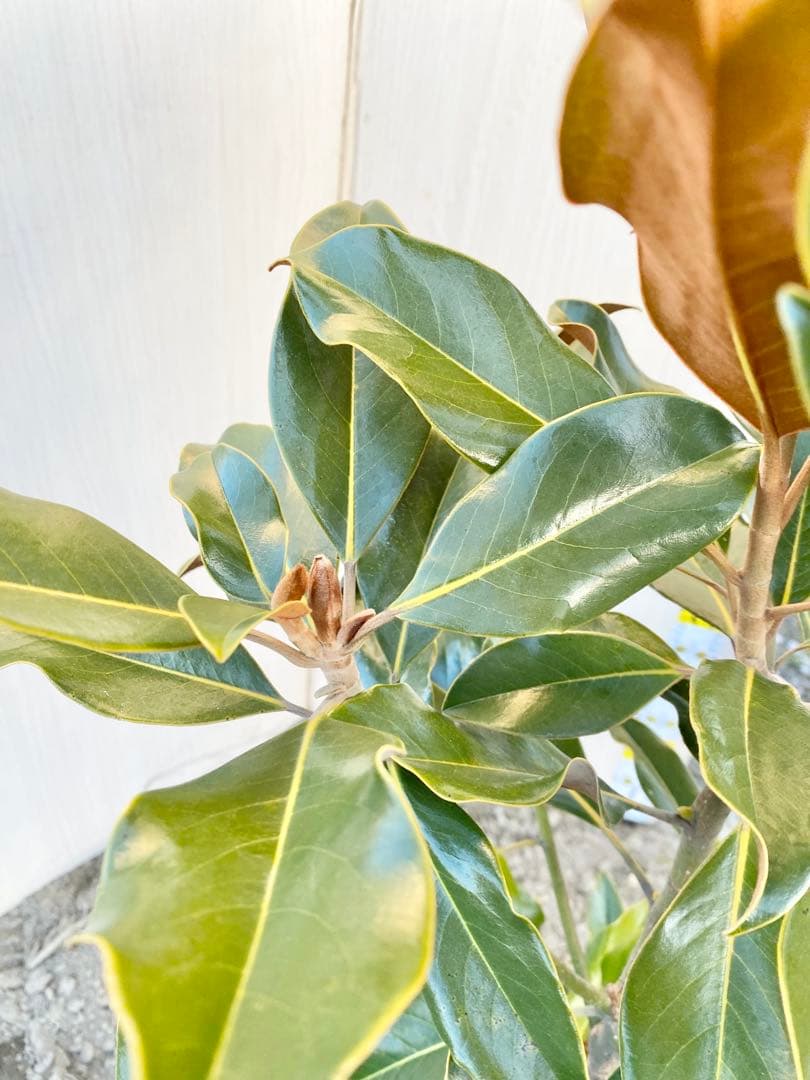 ケイパレス　/ 畑 黄色テープ