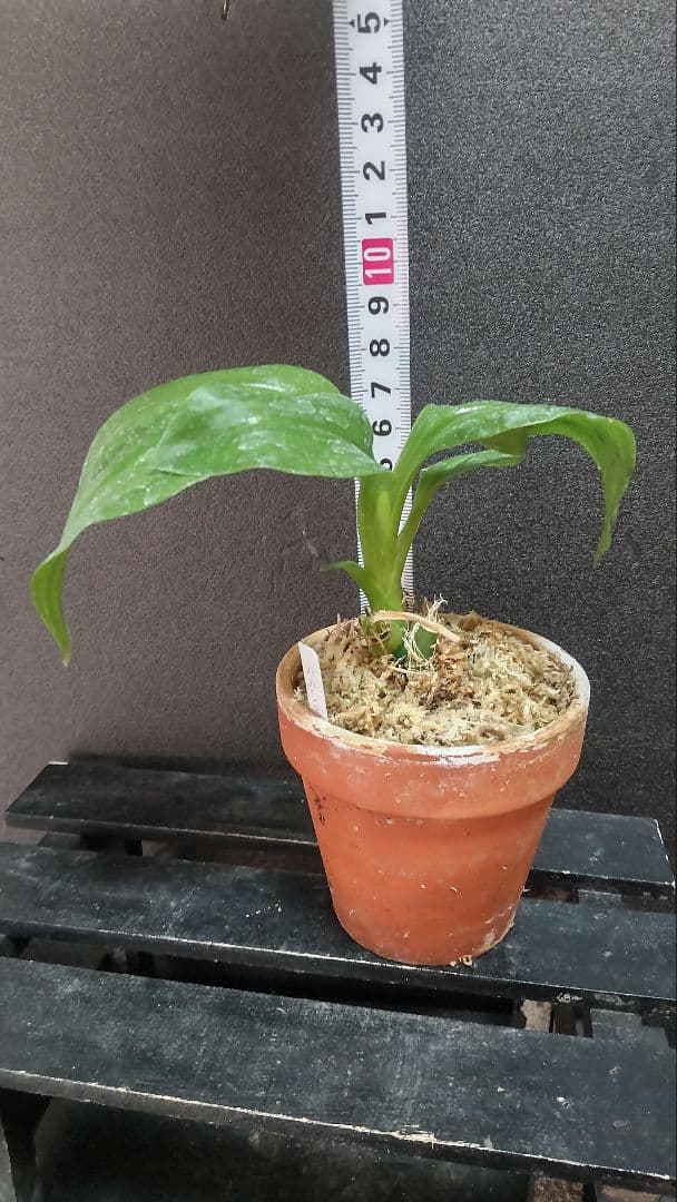 テ*ン様 山野草・ホザキラン(希少種！ホザキラン)