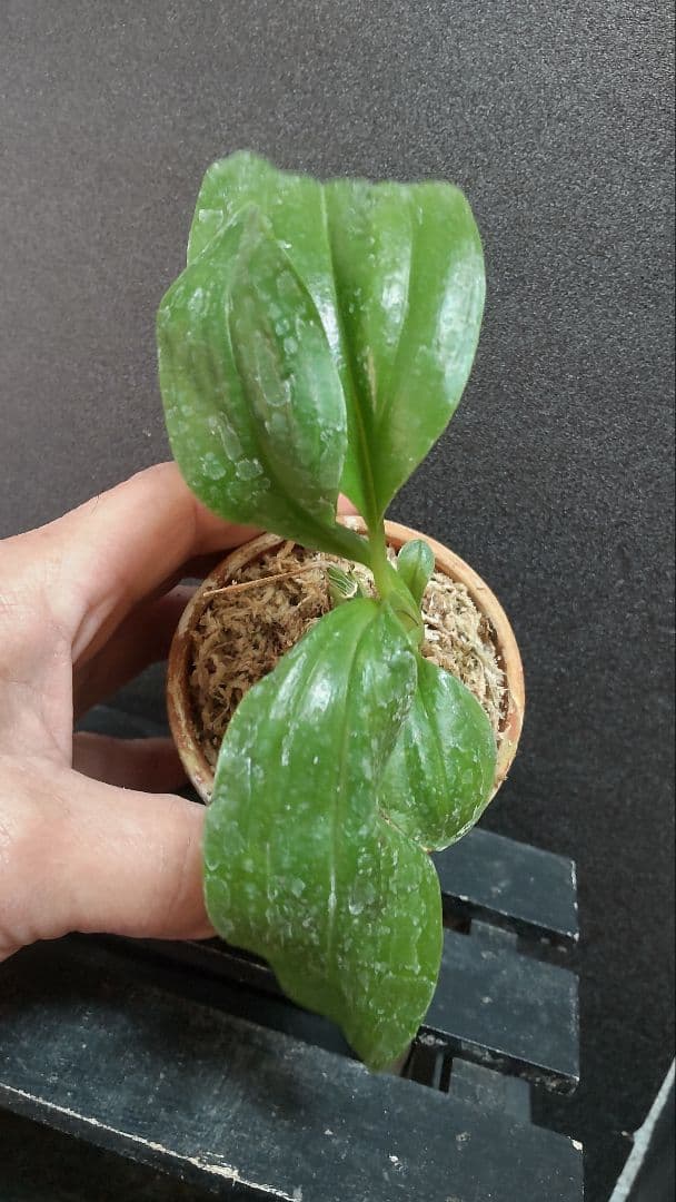 テ*ン様 山野草・ホザキラン(希少種！ホザキラン)