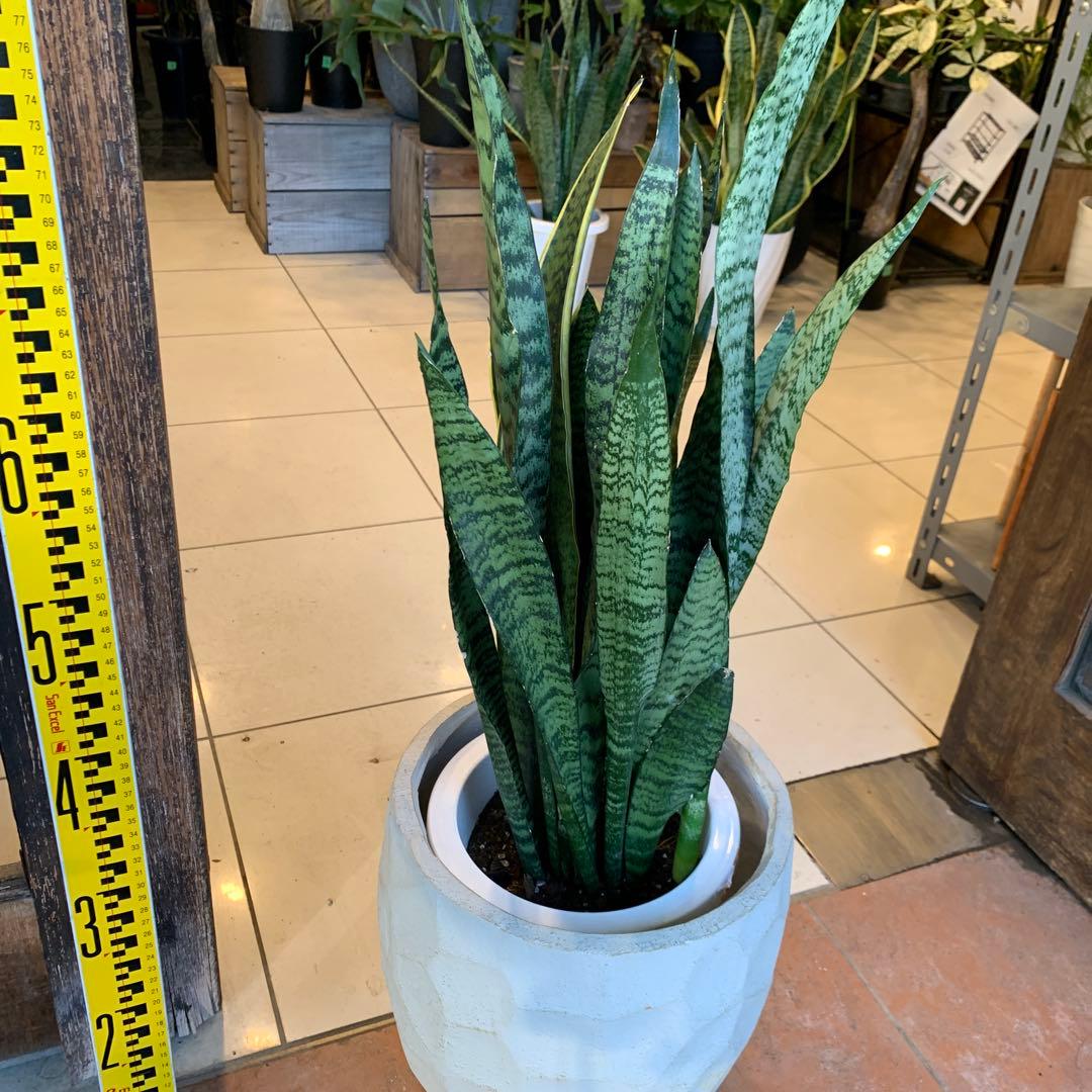 サンスベリア ゼラニカ ファイバー鉢 お皿付