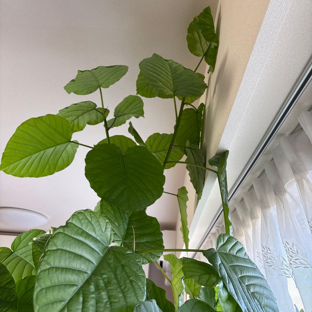 大きな観葉植物 ウンベラータ？グレーの鉢