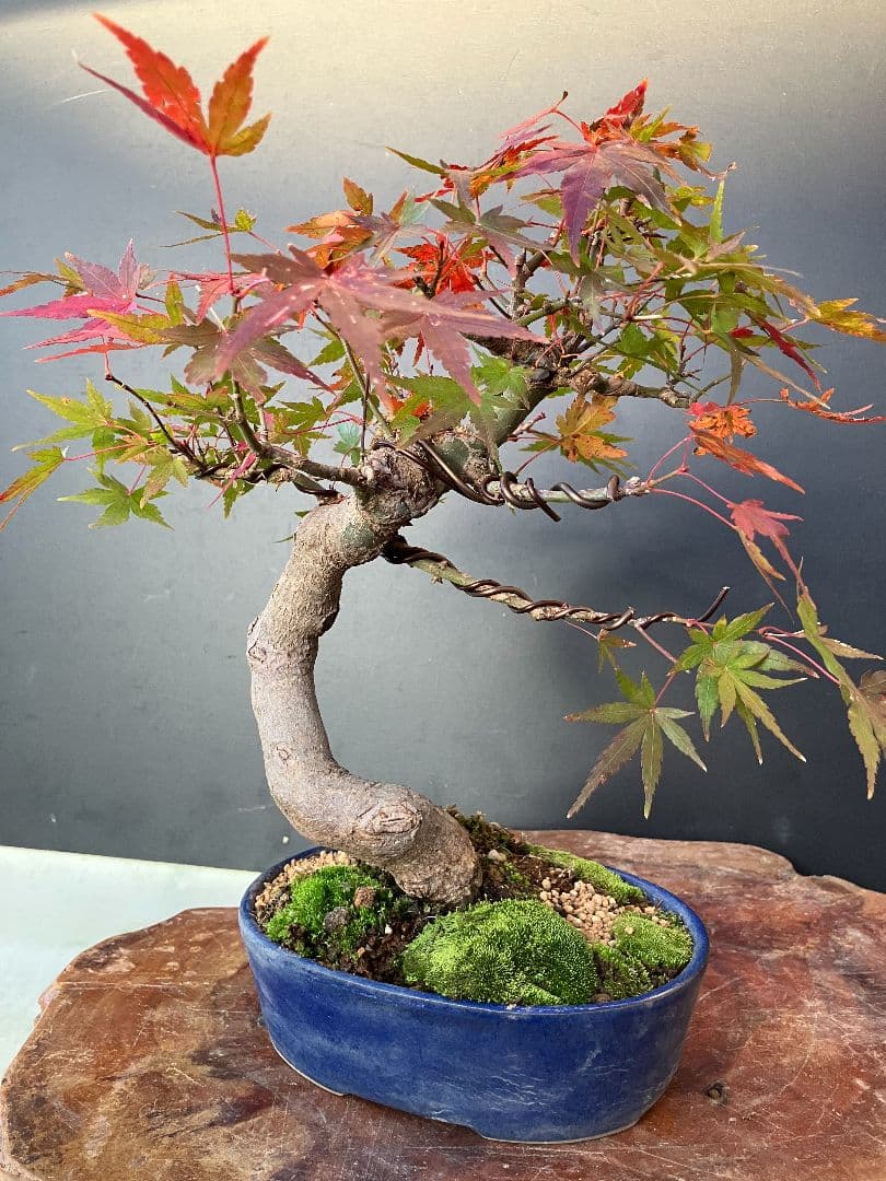 期間限定値下げ‼️山もみじ盆栽、赤く紅葉中、幹太い！