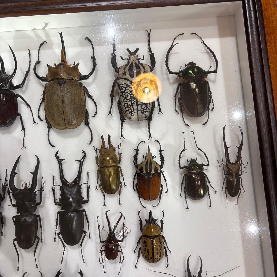 昆虫標本 標本箱 セット (期間限定1万円引き)