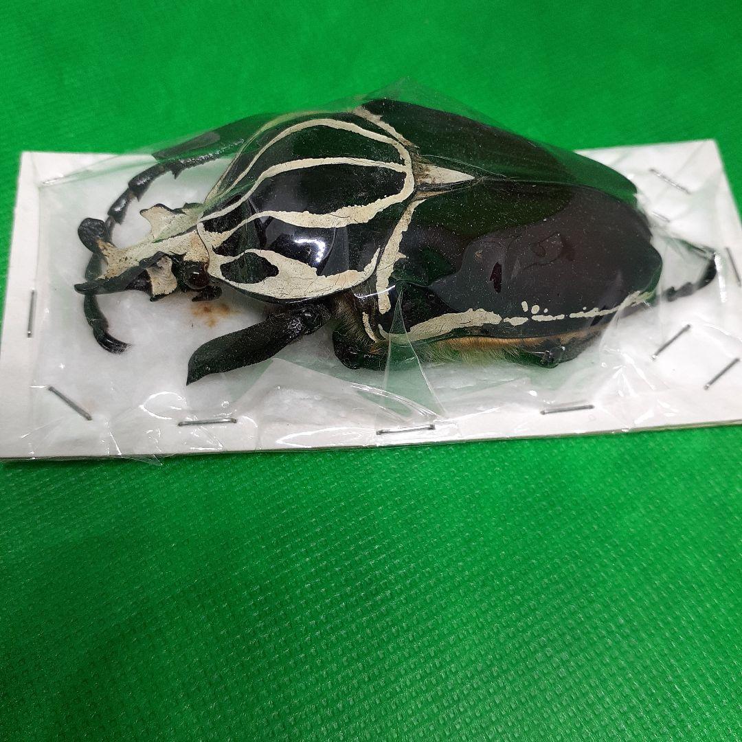 標本 Goliathus goliatus apicalis 80mm CONGO