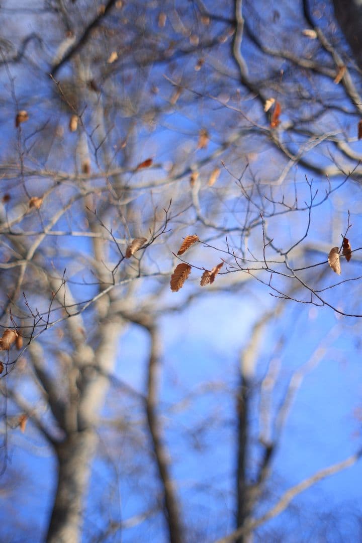 KONICA HEXANON AR 57mm F1.4 後期型 【良品】