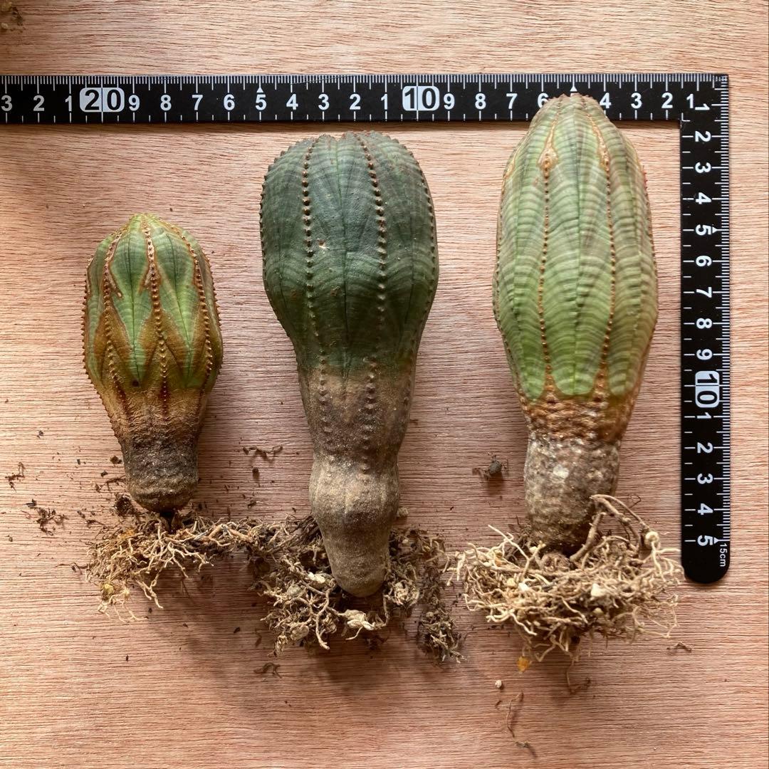 専用　ユーフォルビア オベサ 3株 / バリダ 1株 / 大株 / 鉢付き