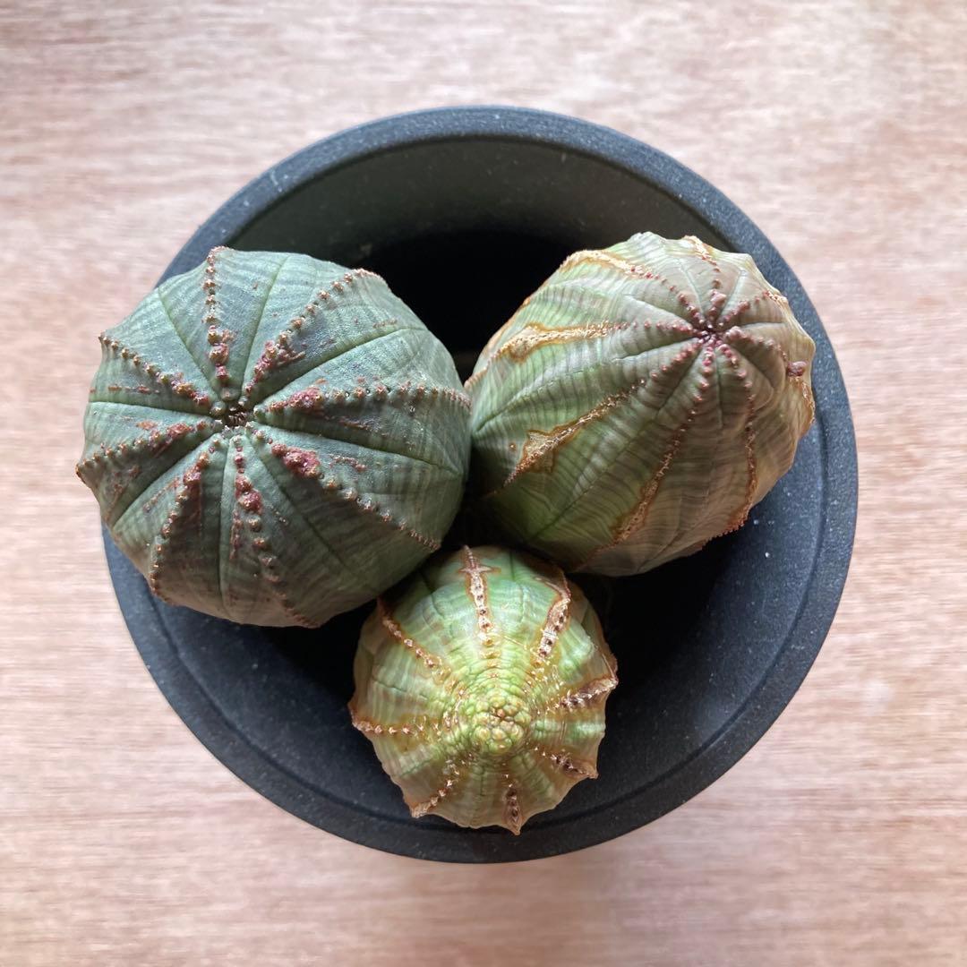 専用　ユーフォルビア オベサ 3株 / バリダ 1株 / 大株 / 鉢付き