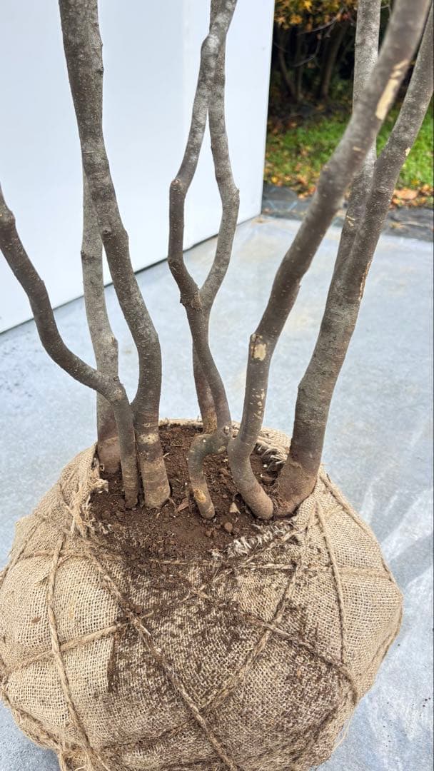 美しい樹形が魅力的 山採り ハイノキ 株立 694 樹高2.1m位 高級樹