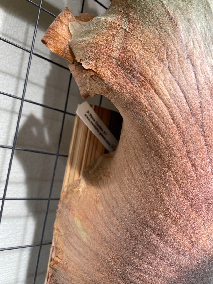 年末まで値下げします！ビカクシダ　patragarden#1 親株本体子株付