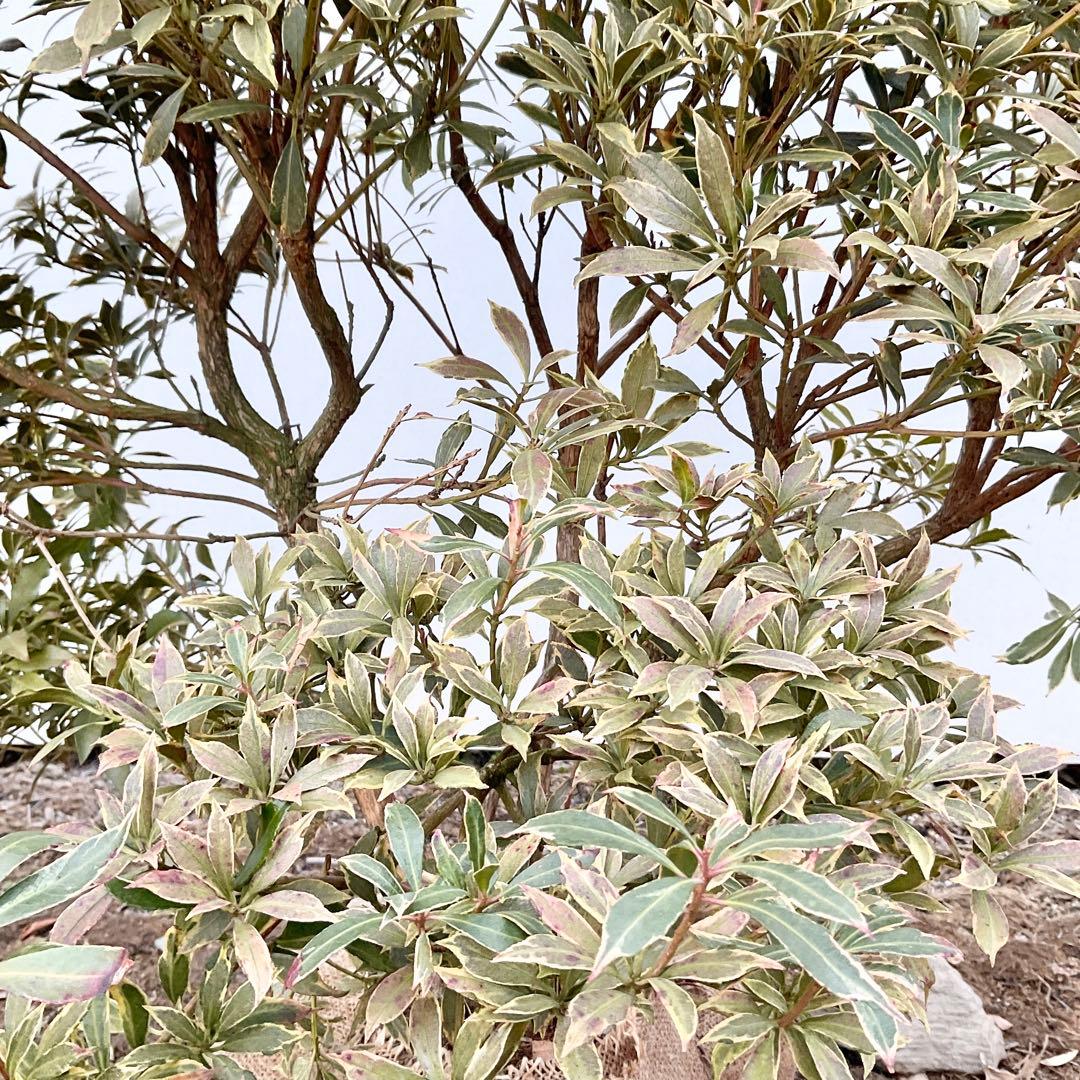 斑入りアセビ　/ 51