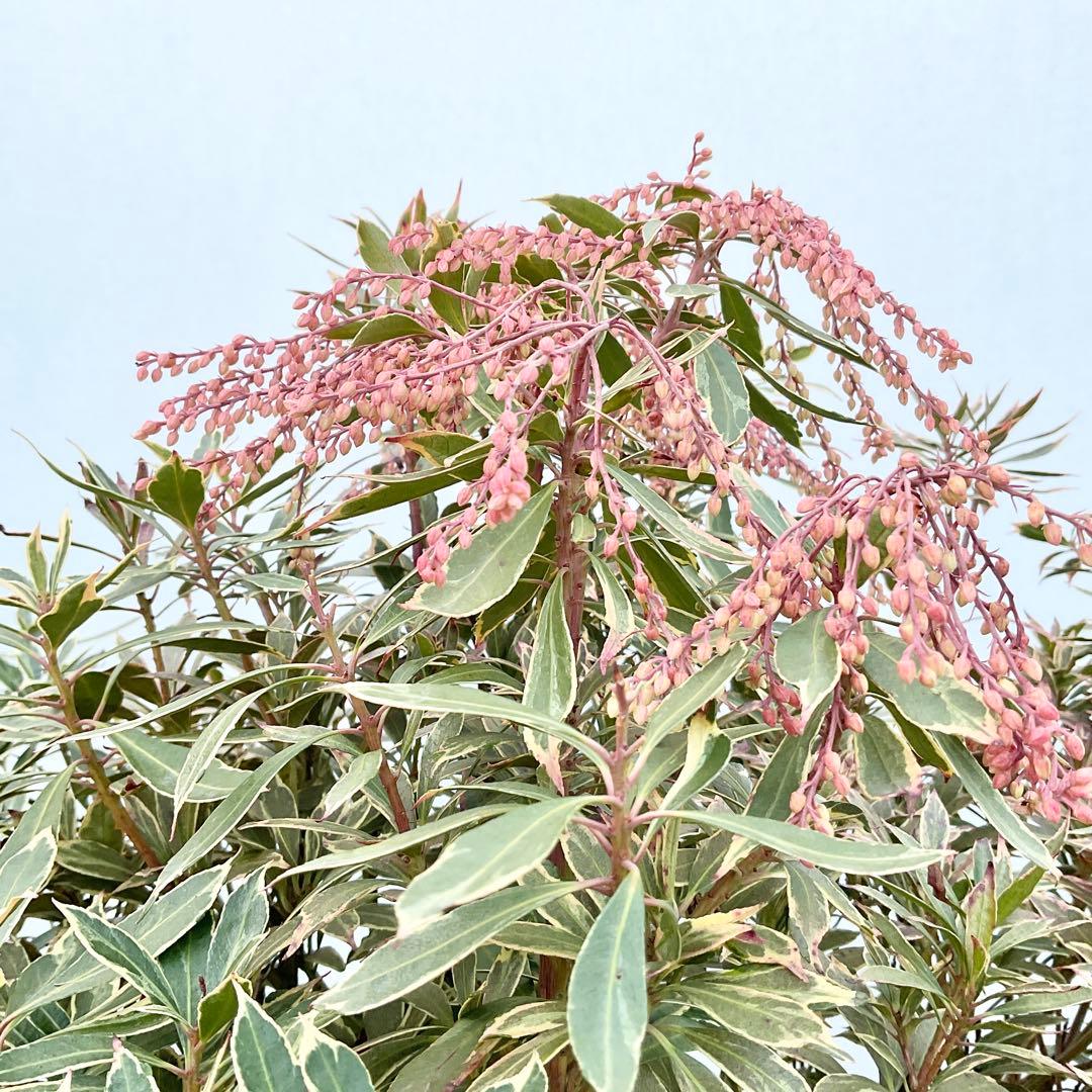 斑入りアセビ　/ 51