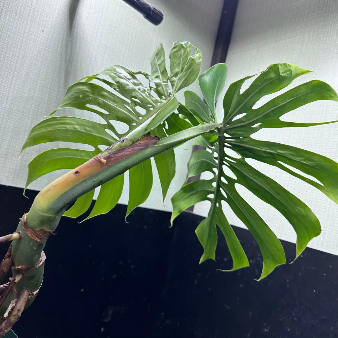 ミ*テ様 モンステラデリシオーサマクロコズム超希少系統鉢植え