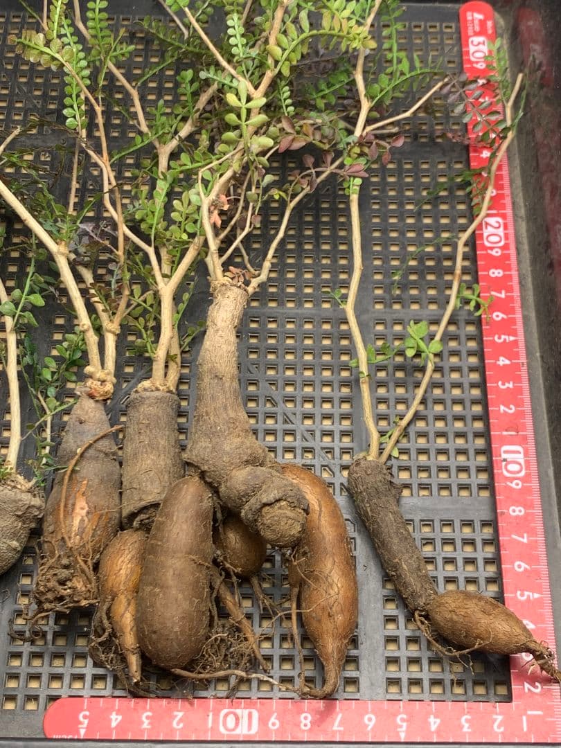 C68 多肉植物 オペルクリカリア・パキプス 5株