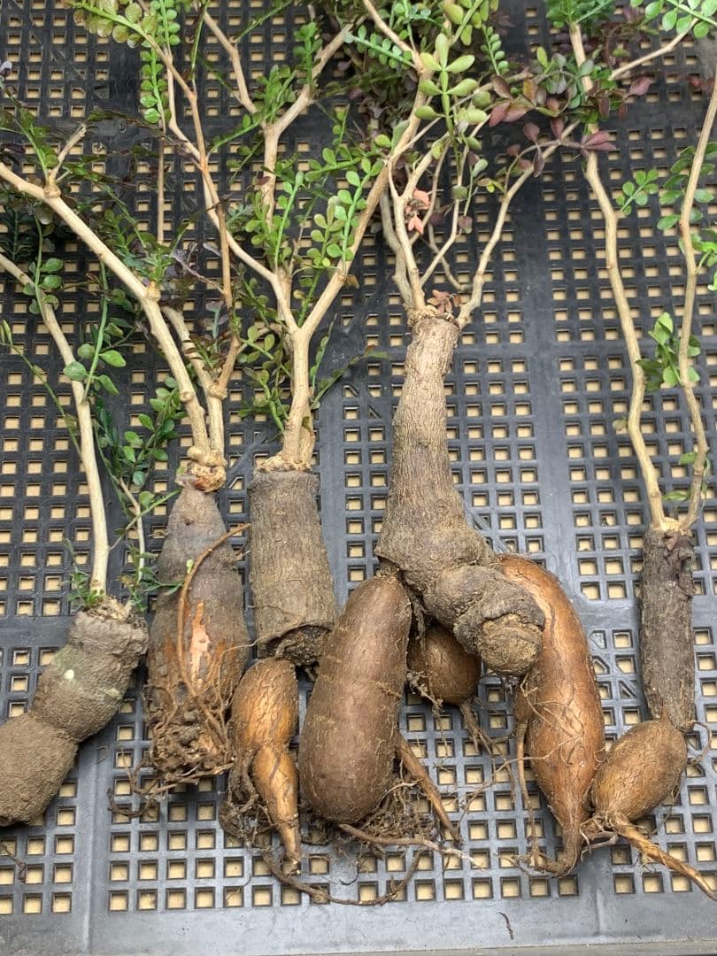 C68 多肉植物 オペルクリカリア・パキプス 5株