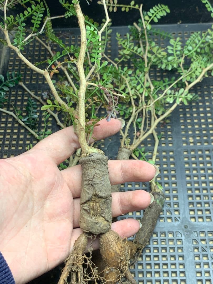 C68 多肉植物 オペルクリカリア・パキプス 5株