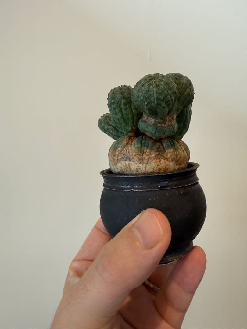 レア奇形　オベサ　モンスト　木質化　たけろうポット
