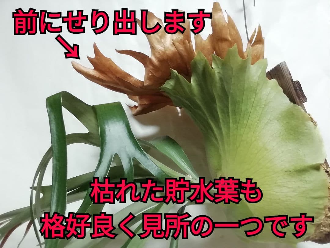 超特大株　めちゃくちゃ格好良い　ケンイチ株