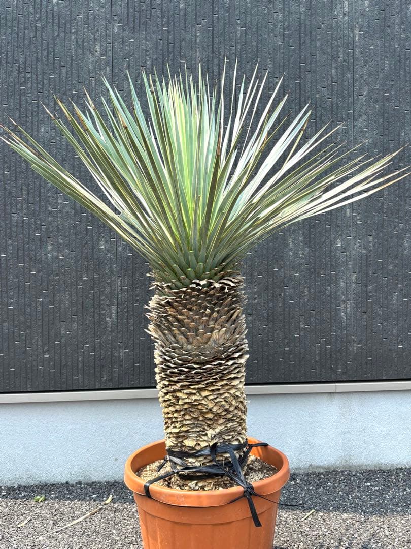 特選株 特選ブルー 【ユッカ ロストラータ】リネアリフォリア チャメロプス好き6