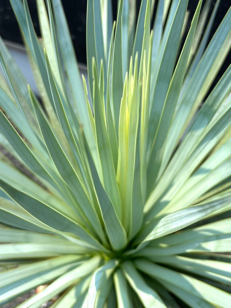 特選株 特選ブルー 【ユッカ ロストラータ】リネアリフォリア チャメロプス好き6