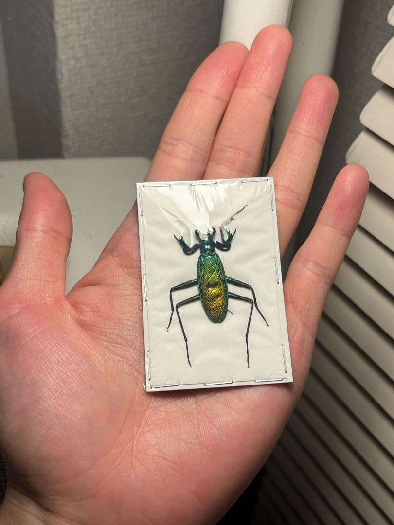 【完品標本】ケンランカマキリ スパイダーマンティスレッドローチショウジョウバエ