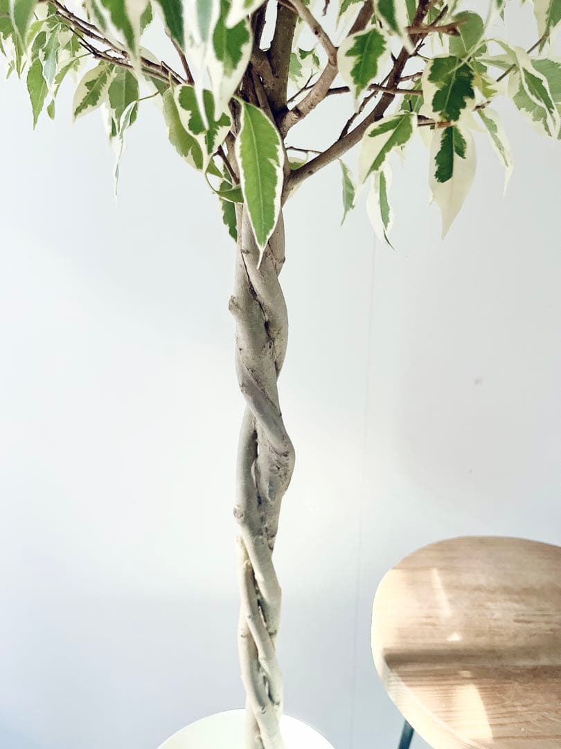 【登録品種】希少 フィカス ベンジャミン スターライト ビュティークイーン 観葉