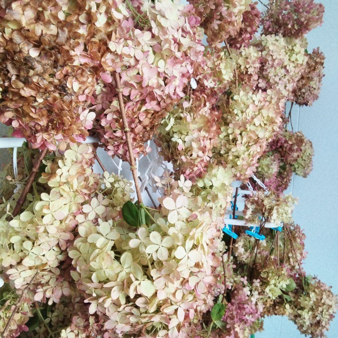 2024.10　ピラミッドアジサイ　　13写真画面から2025年９月現在