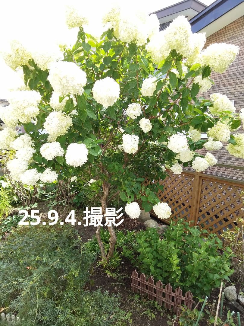 2024.10　ピラミッドアジサイ　　13写真画面から2025年９月現在